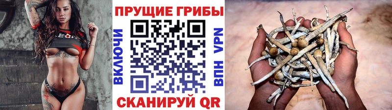 Купить  Мурино  Галлюциногенные грибы Psilocybine cubensis 